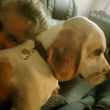 beagle brown white fr.jpg